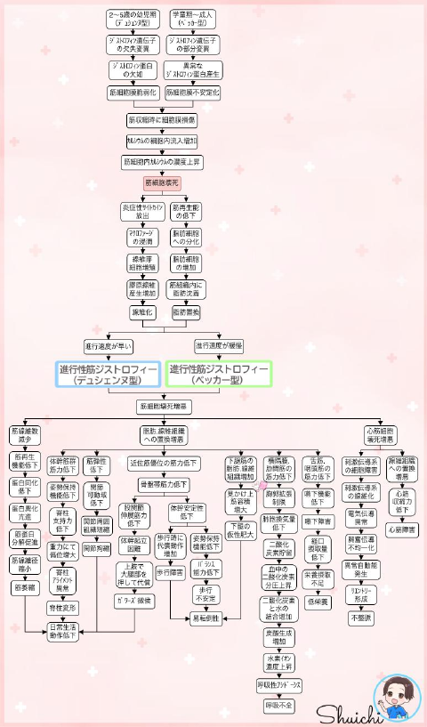 筋ジストロフィー(デュシェンヌ型・ベッカー型)
